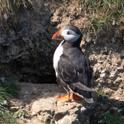 Puffin (Fratercula arctica).jpg